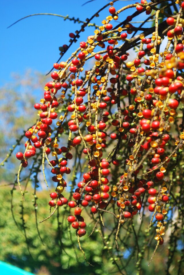 Seeds red hanging