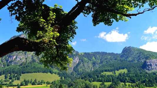 Shadow mountains tree