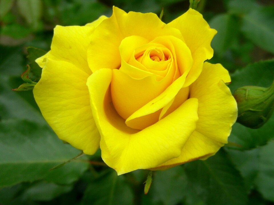 Rose bloom yellow roses flowers