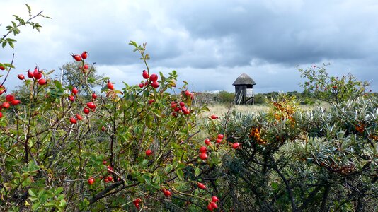 Landscape coast hiddensee