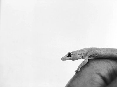 Animal wildlife