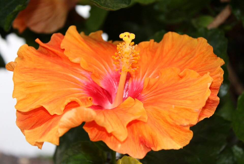 Yellow flower plant