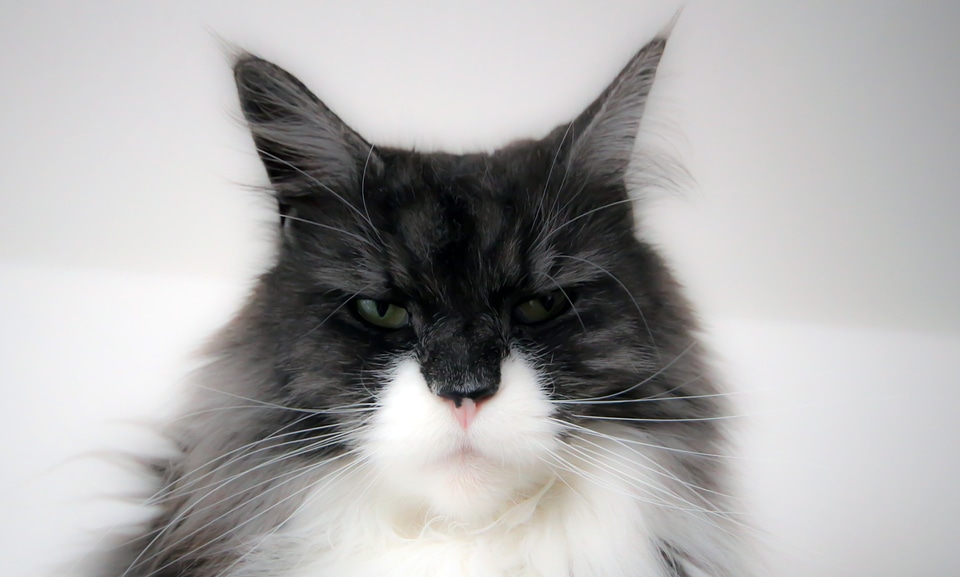 Cat face animals longhair cat