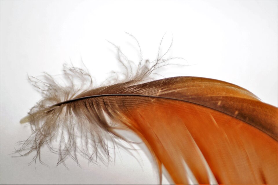 Wings flight feathers