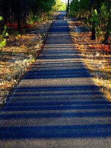 Away stripes trees photo