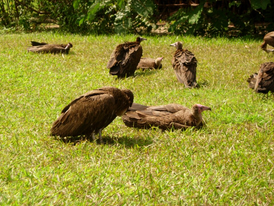 Bird animal bird of prey