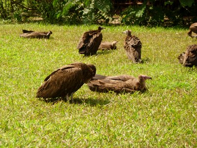 Bird animal bird of prey