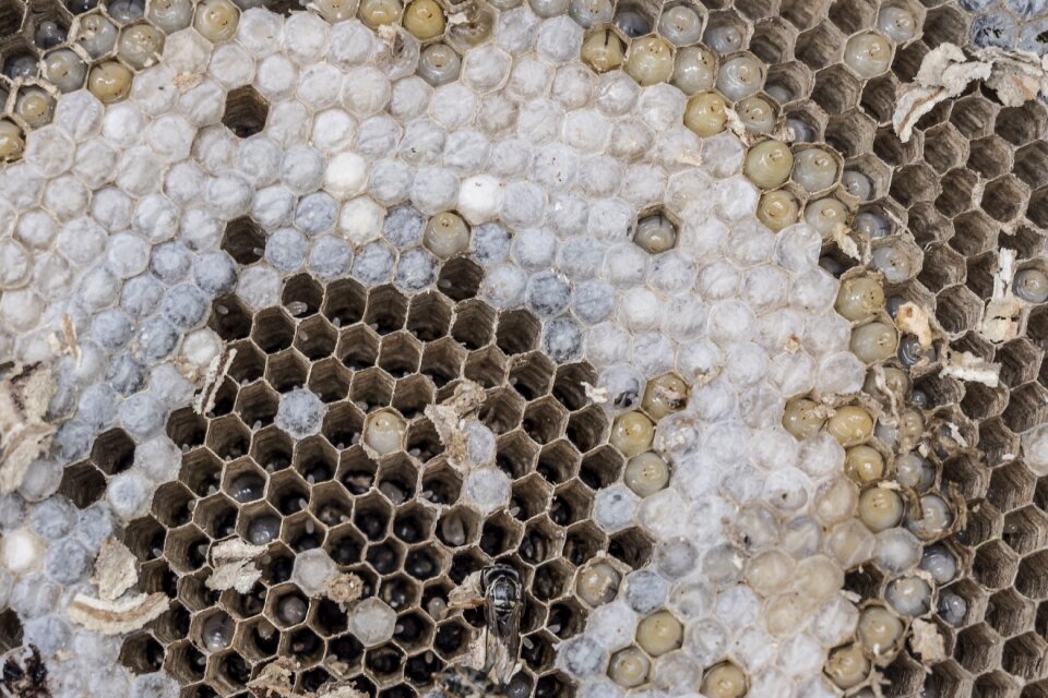 Larvae development hexagon