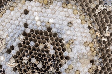 Larvae development hexagon