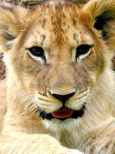 Lion cub lion portrait lion face