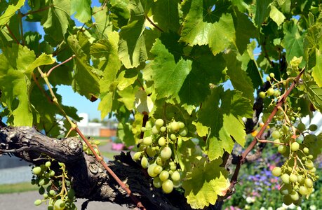 White grapes fruits winegrowing photo