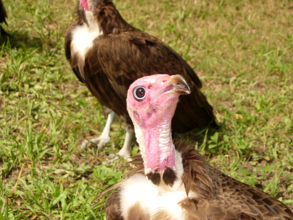 Bird predator feathers
