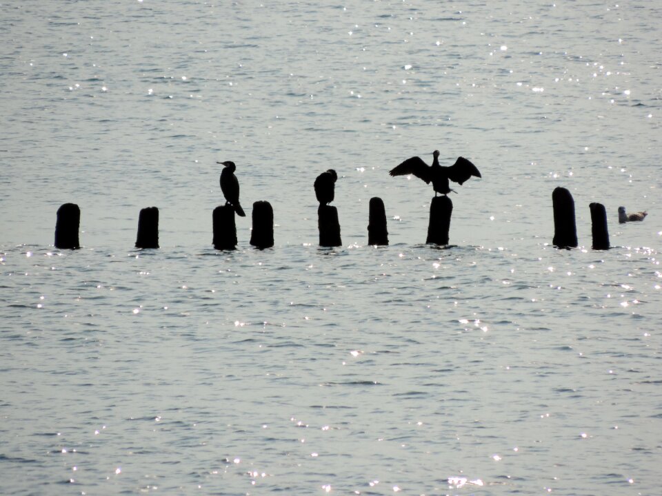 Natur water seagulls