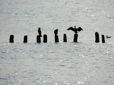 Natur water seagulls