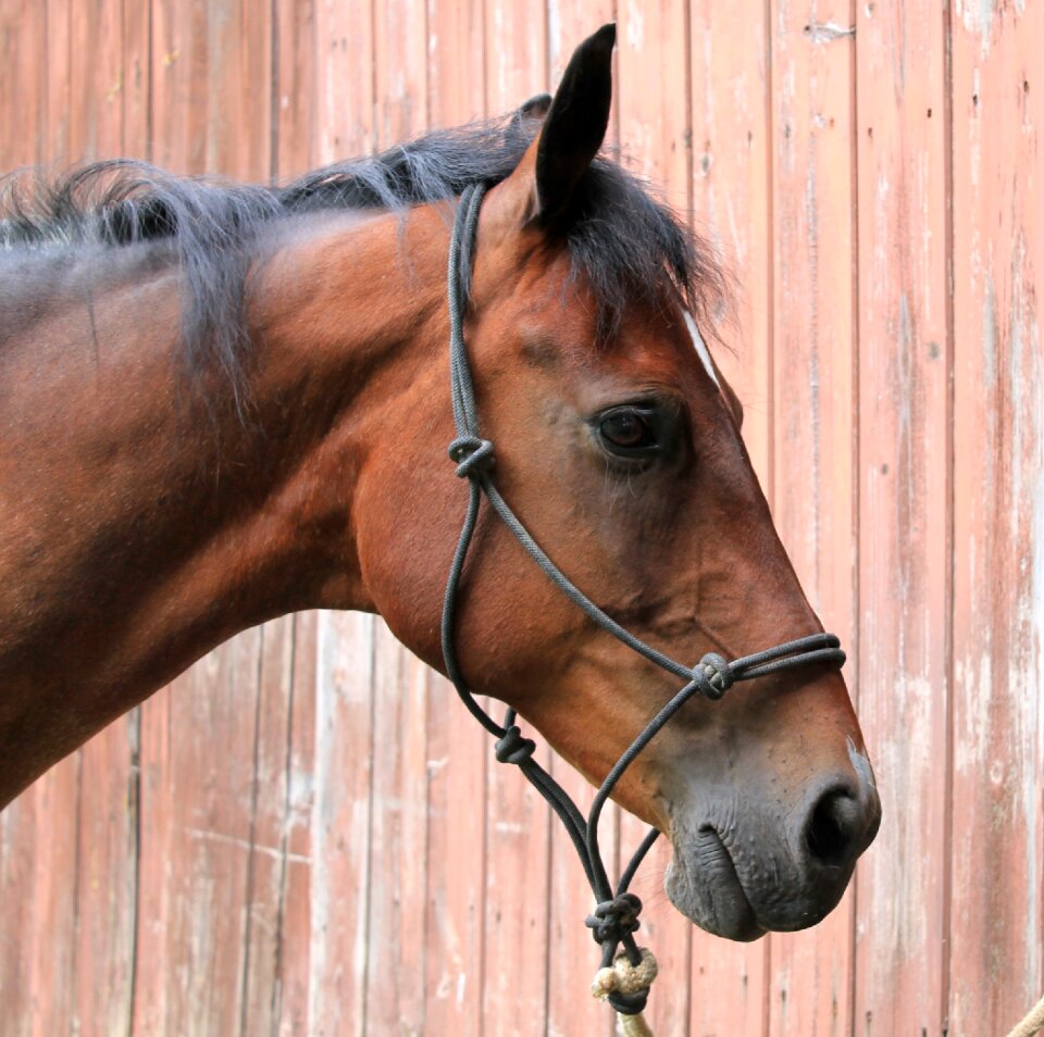 Head mare beautiful