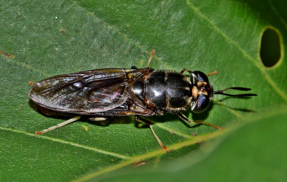 Black insect creature animal