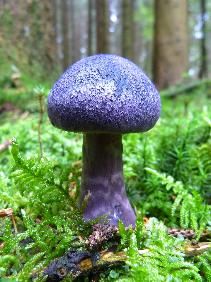 Blue forest floor moss