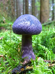 Blue forest floor moss