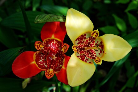 Flower one day beauty garden