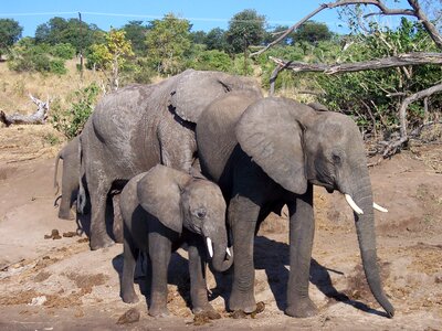 Africa mammal animal photo