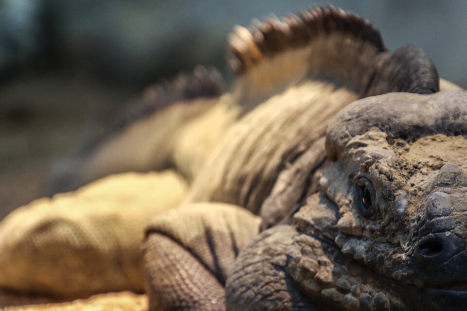 Tropical zoo scaly