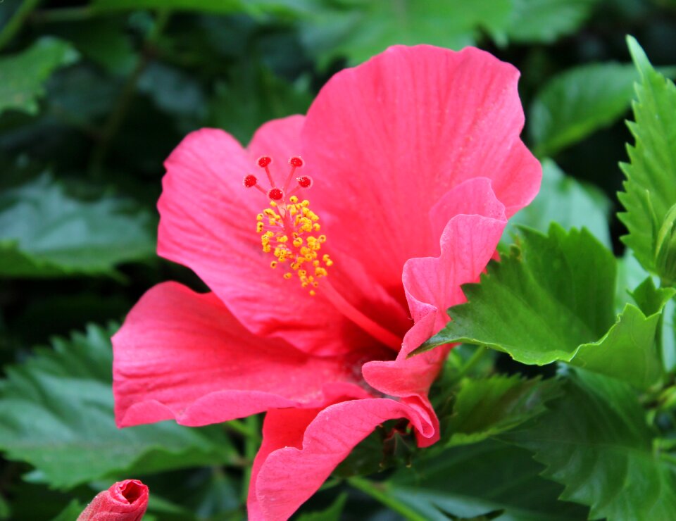 Flower plant close up