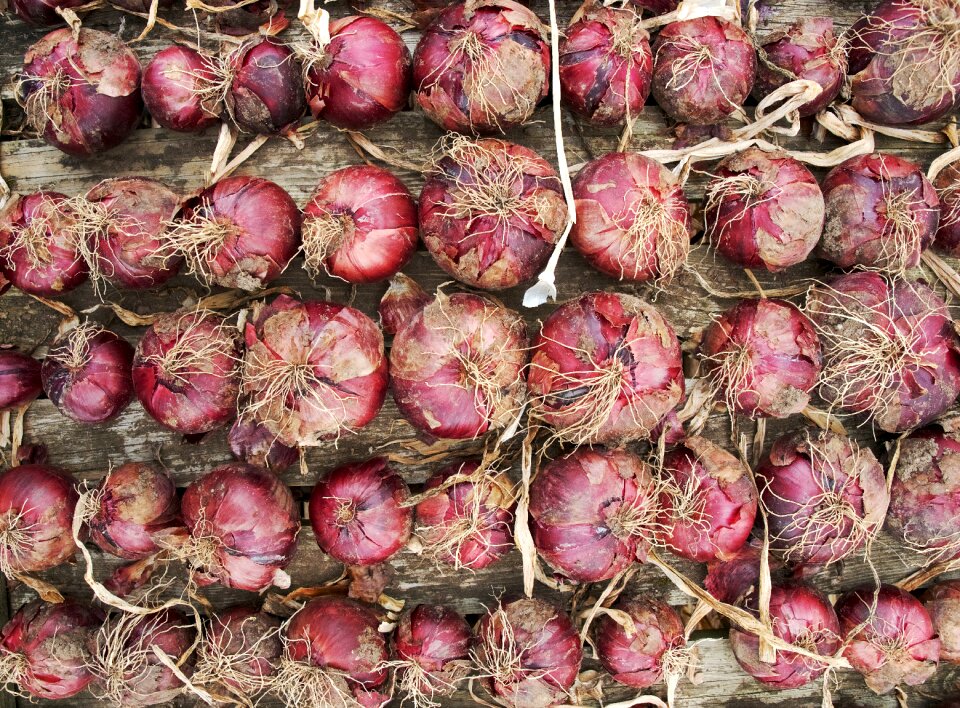 Harvest drying allium