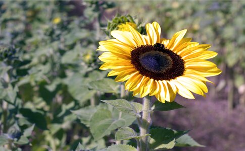 Summer sun sunflower photo