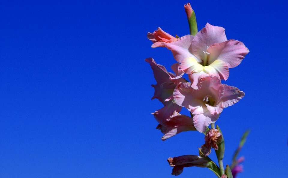 Gladiolus iridaceae violet