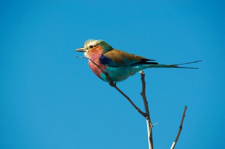Forked roller bird colorful