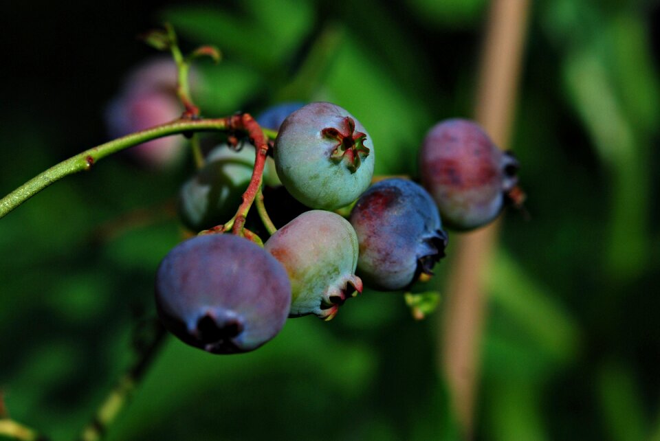 Fruit bilberry american jagoda