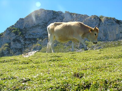 Picos de europa nature mount photo