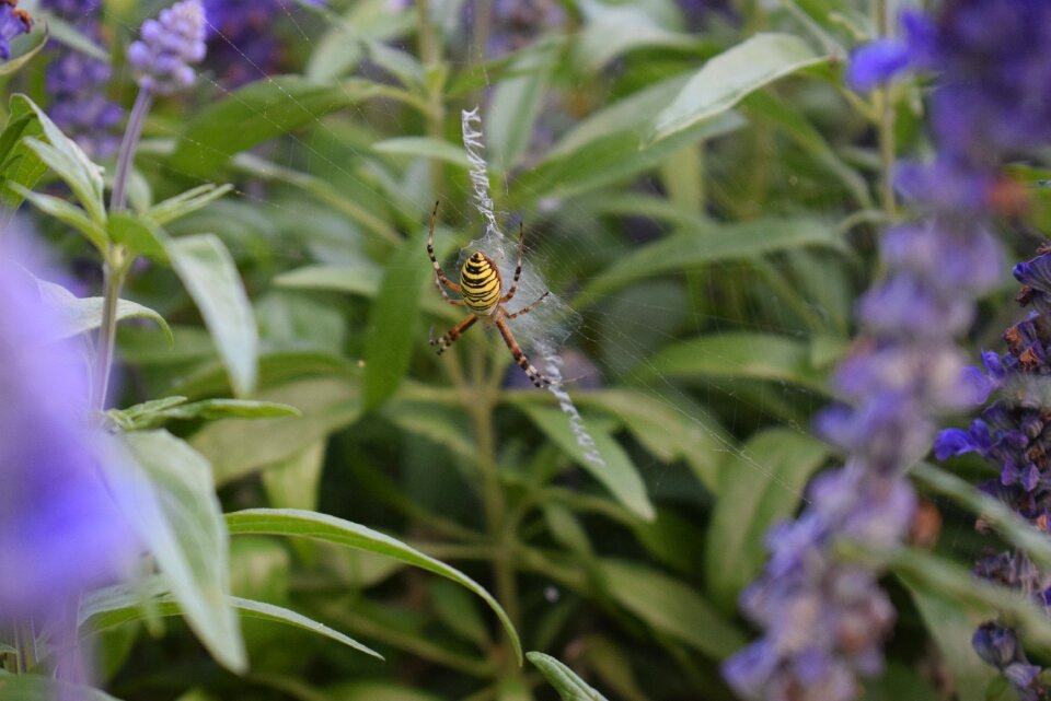 Wasp spider plant green