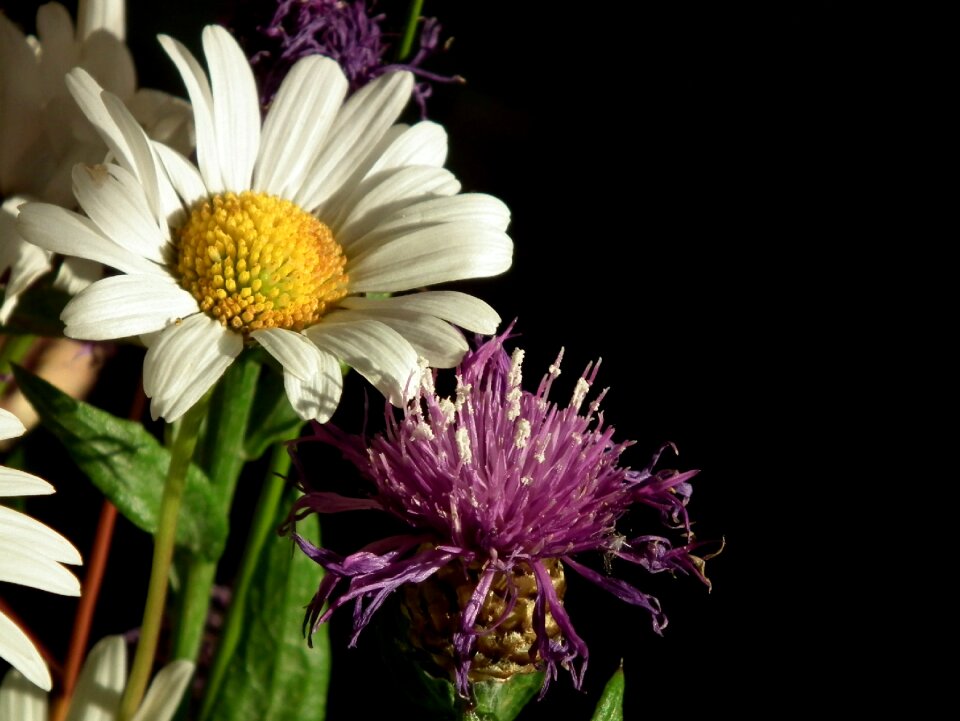 Wild flower purple flower