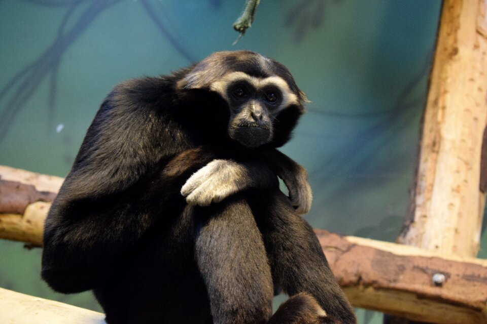 Primate mammal animal