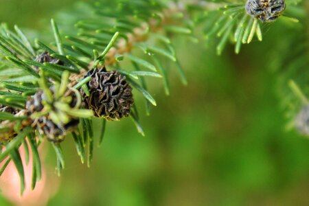 Nature tree pine branch photo