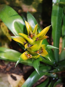 Nature floral plant