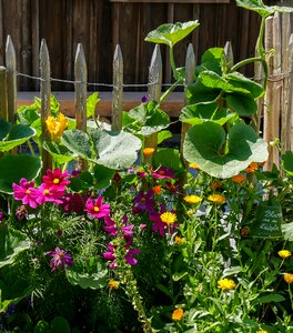 Fence fence lath cottage garden photo