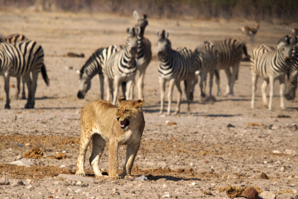 Etosha national park predator