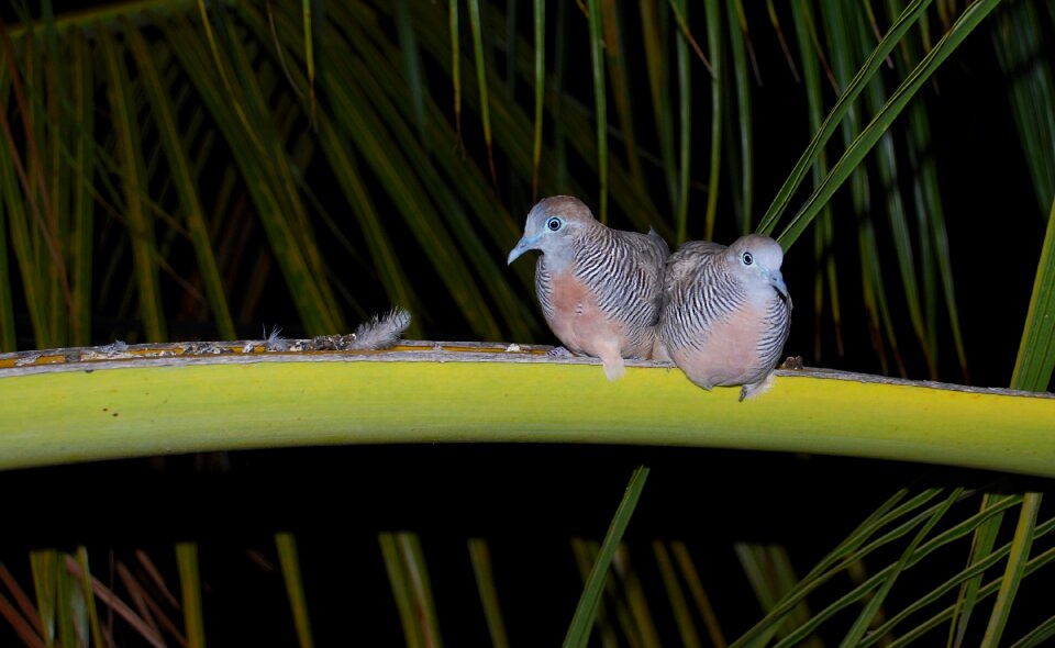 Love dove mauritius