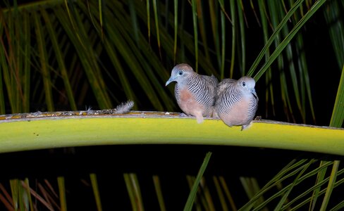 Love dove mauritius photo