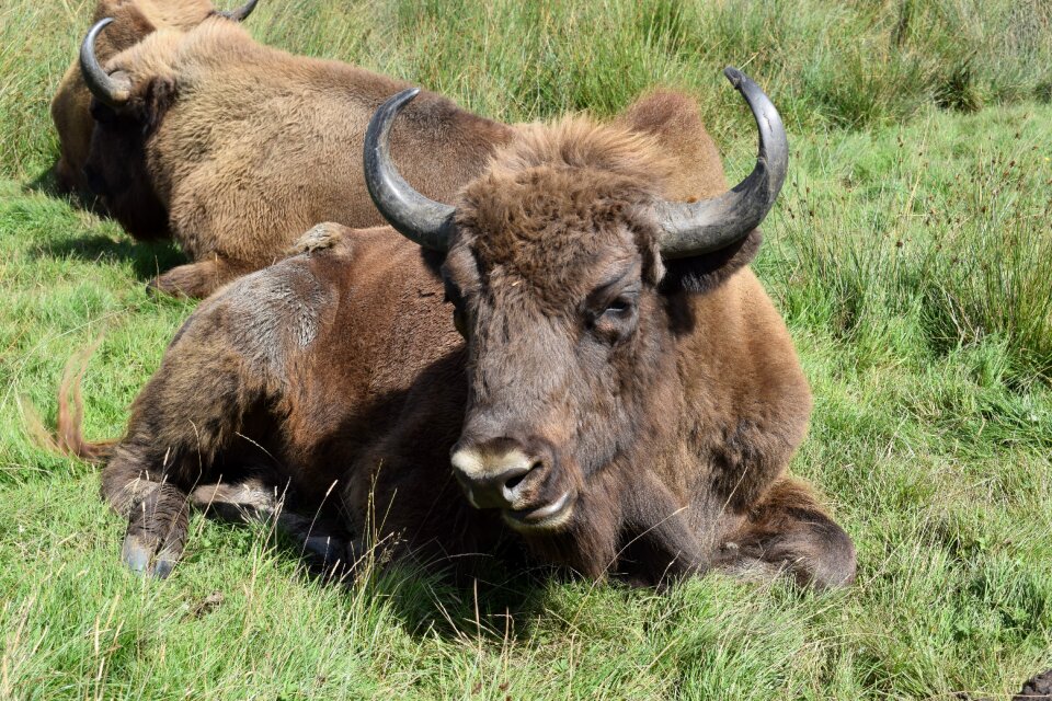 Mammal horn nature