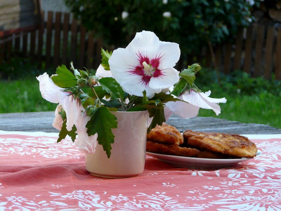 Steak cuttings hibiscus