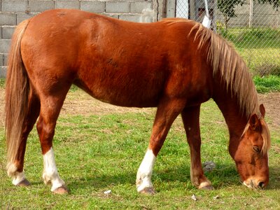 Horse eating animal