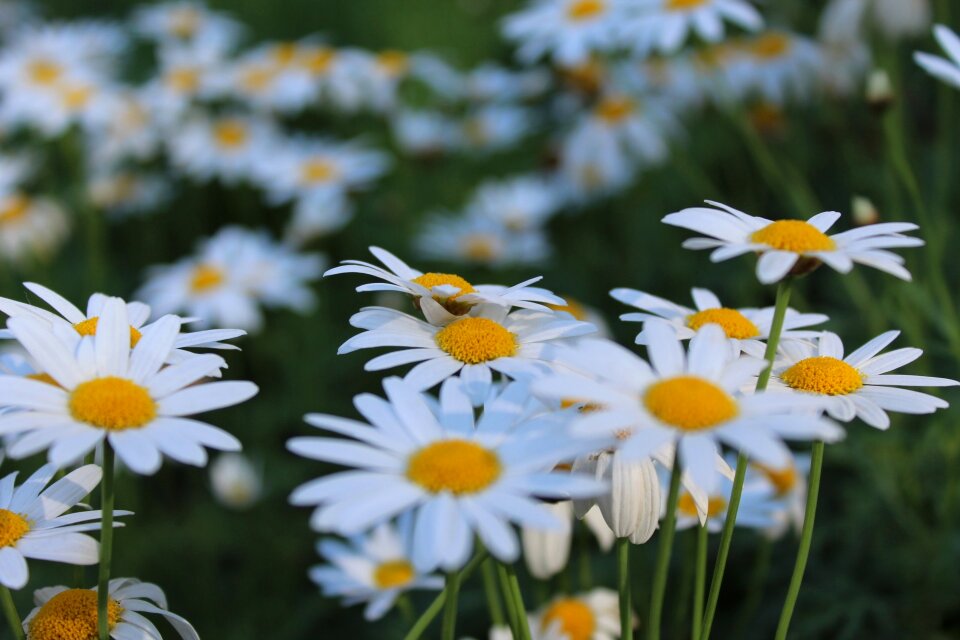 Flowers doi inthanon nature