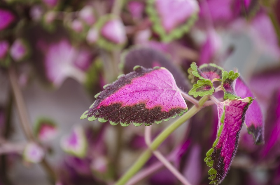 Floral plant natural