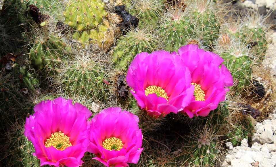 Pink close up cactus flower