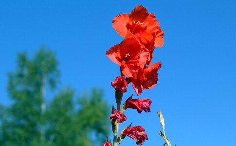 Iridaceae flora red