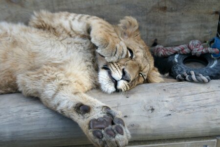 Sleep cute playful