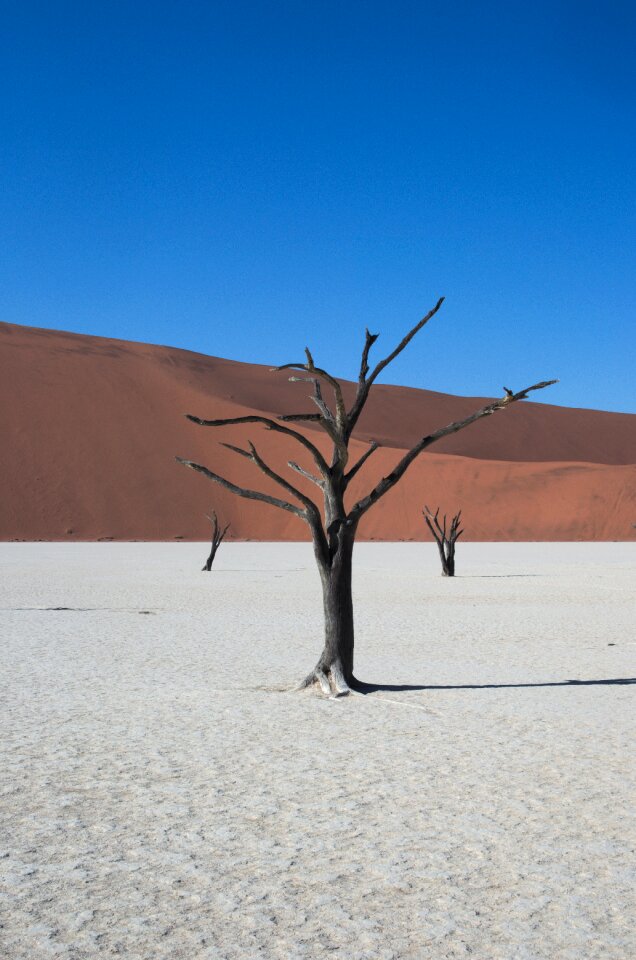 Desert dry tree